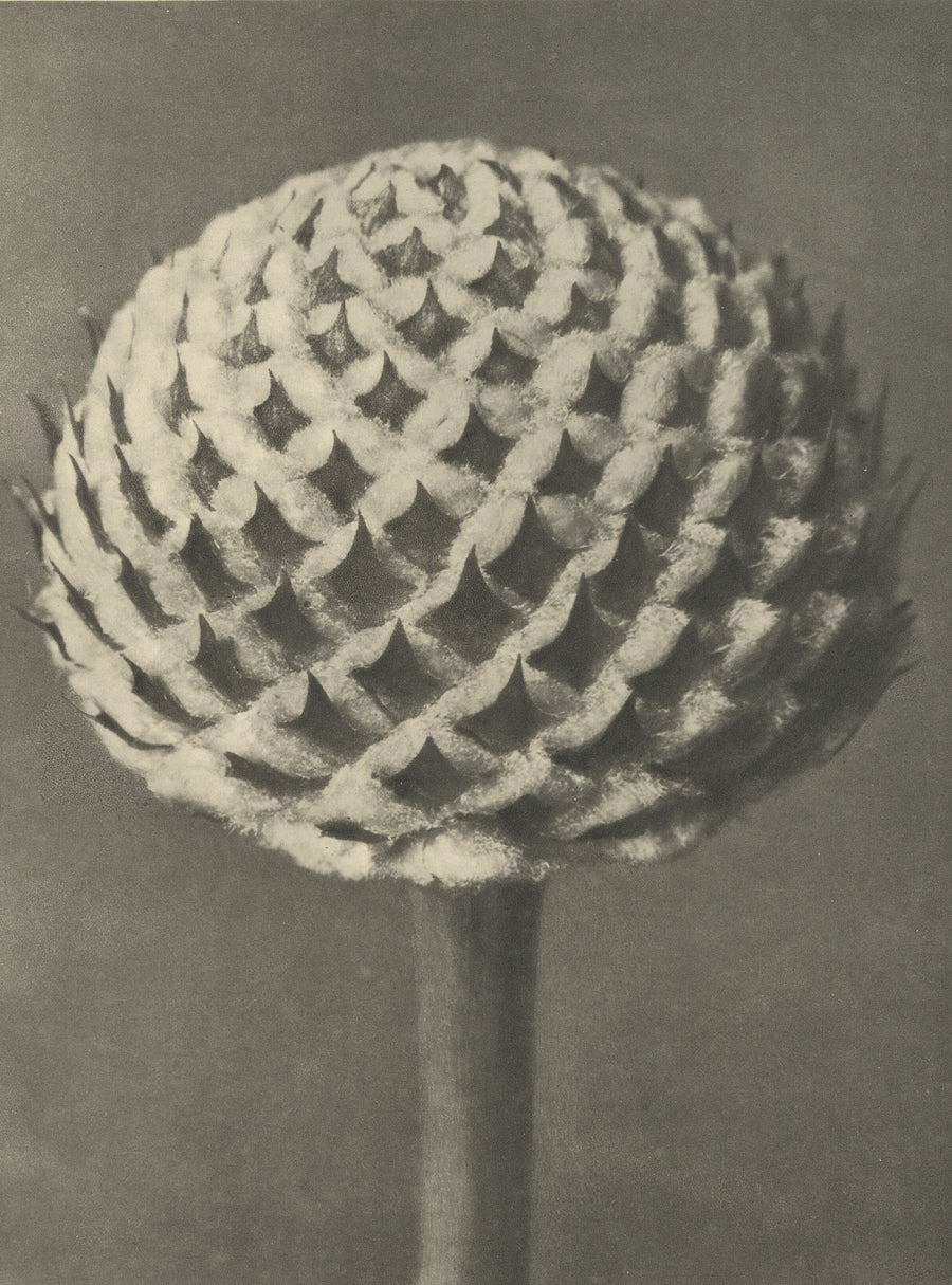 Karl Blossfeldt — Cephalaria | Botanical Photograph Print shown to scale on a wall above a sofa