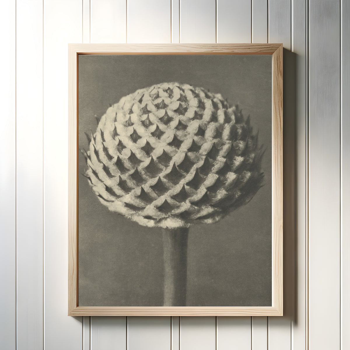 Framed art print of Cephalaria by Karl Blossfeldt, in a light wood frame on a white panelled wall