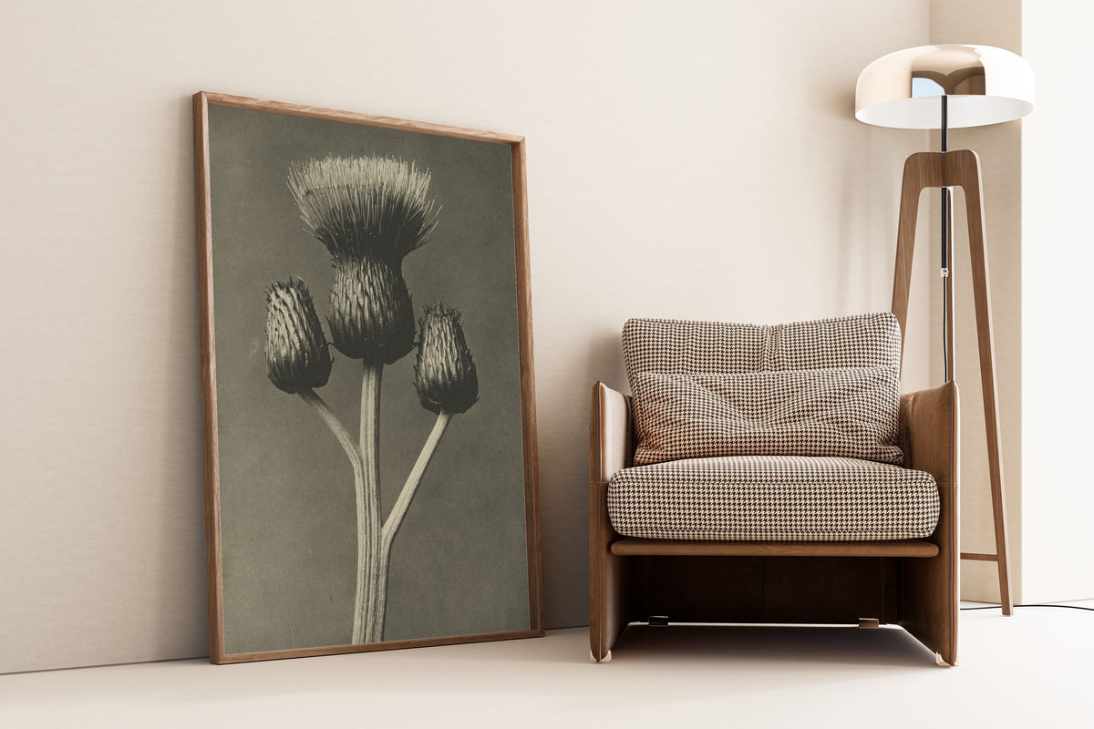 Karl Blossfeldt — Cirsium canum | Botanical Photograph Print