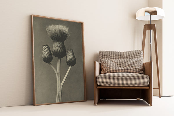 Karl Blossfeldt — Cirsium canum | Botanical Photograph Print