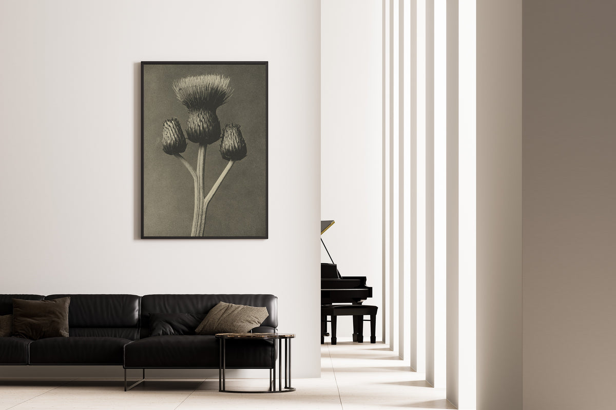 Karl Blossfeldt — Cirsium canum | Botanical Photograph Print