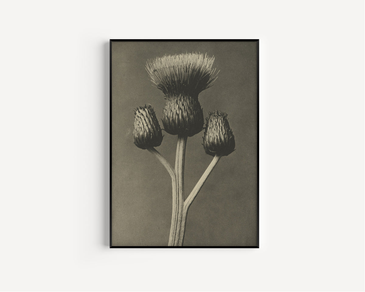Karl Blossfeldt — Cirsium canum | Botanical Photograph Print