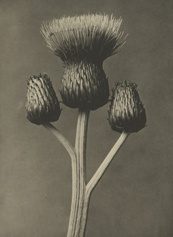 Karl Blossfeldt — Cirsium canum | Botanical Photograph Print