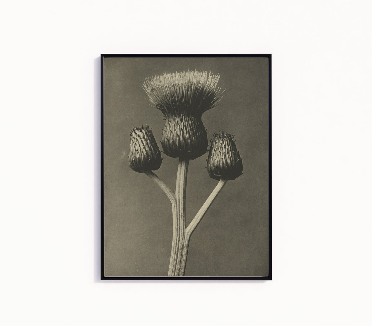 Framed art print of Cirsium canum by Karl Blossfeldt, in a slim black frame on a plain white wall