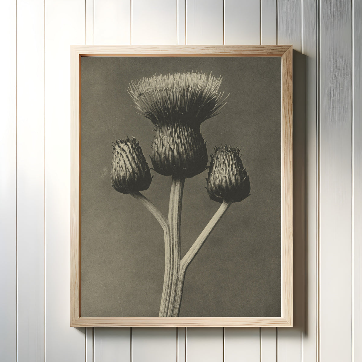 Framed art print of Cirsium canum by Karl Blossfeldt, in a light wood frame on a white panelled wall