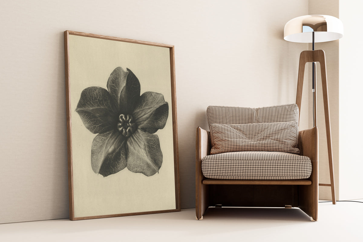 Karl Blossfeldt — Cobaea scandens | Botanical Photograph Print