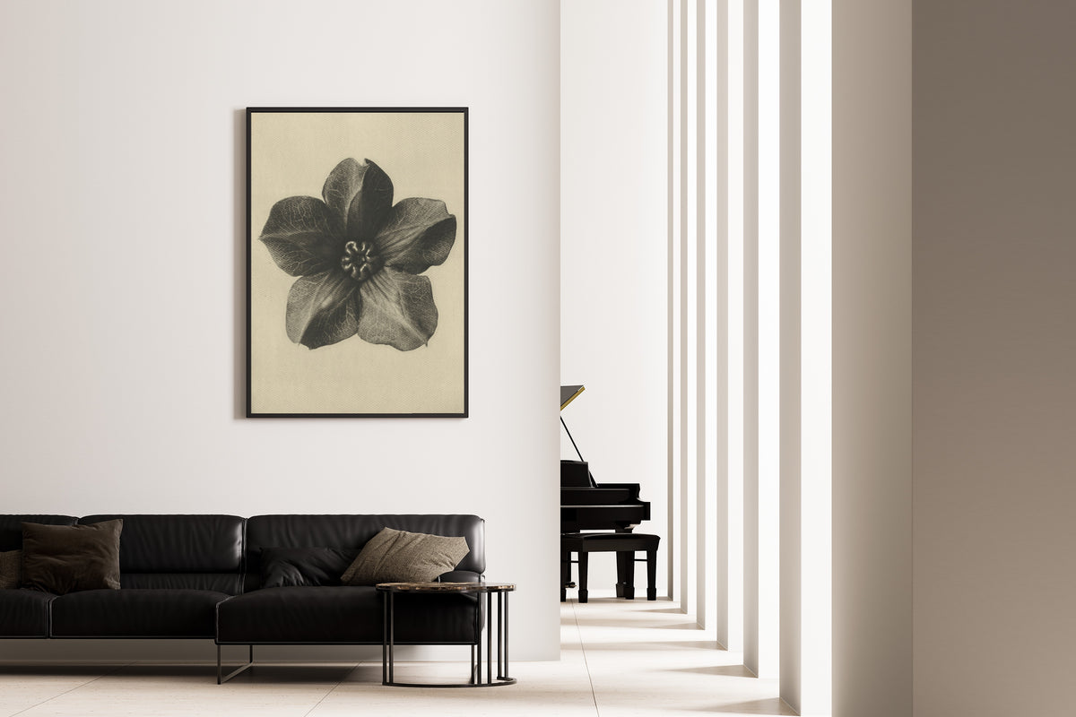 Karl Blossfeldt — Cobaea scandens | Botanical Photograph Print