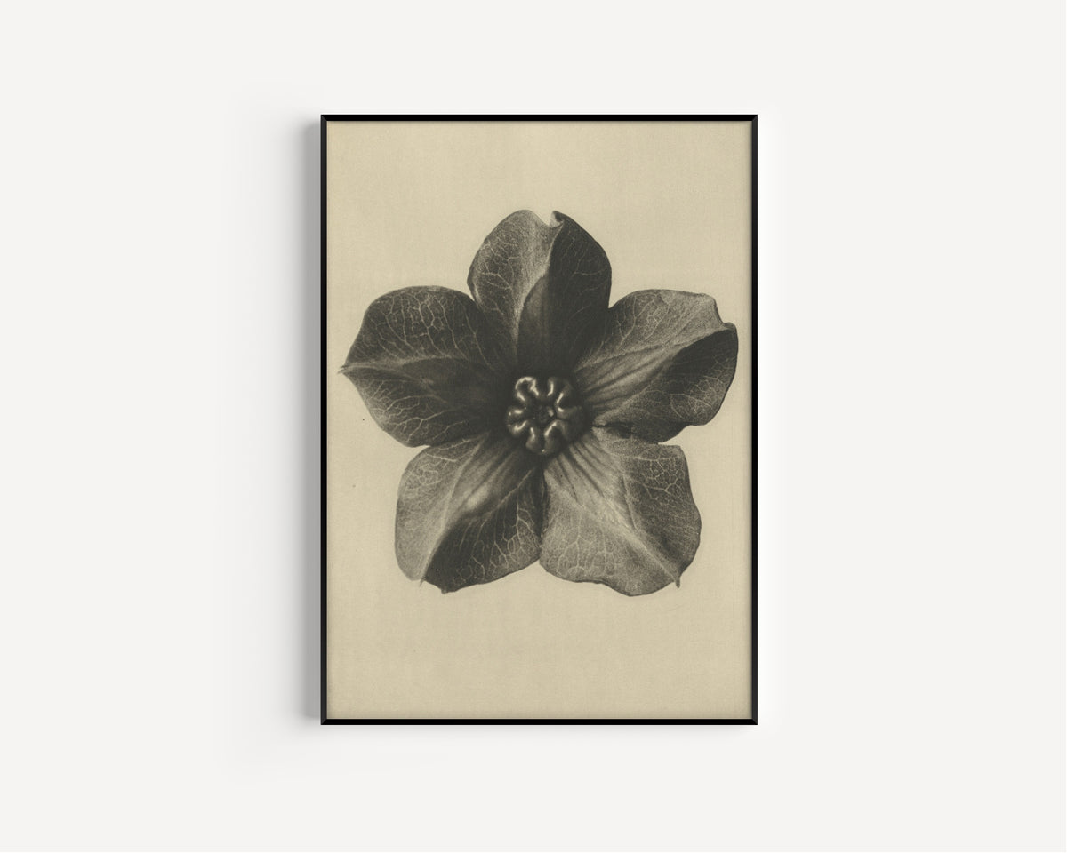 Karl Blossfeldt — Cobaea scandens | Botanical Photograph Print