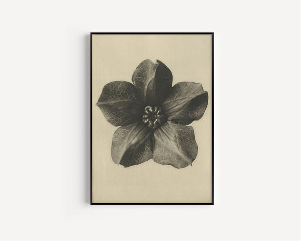 Karl Blossfeldt — Cobaea scandens | Botanical Photograph Print