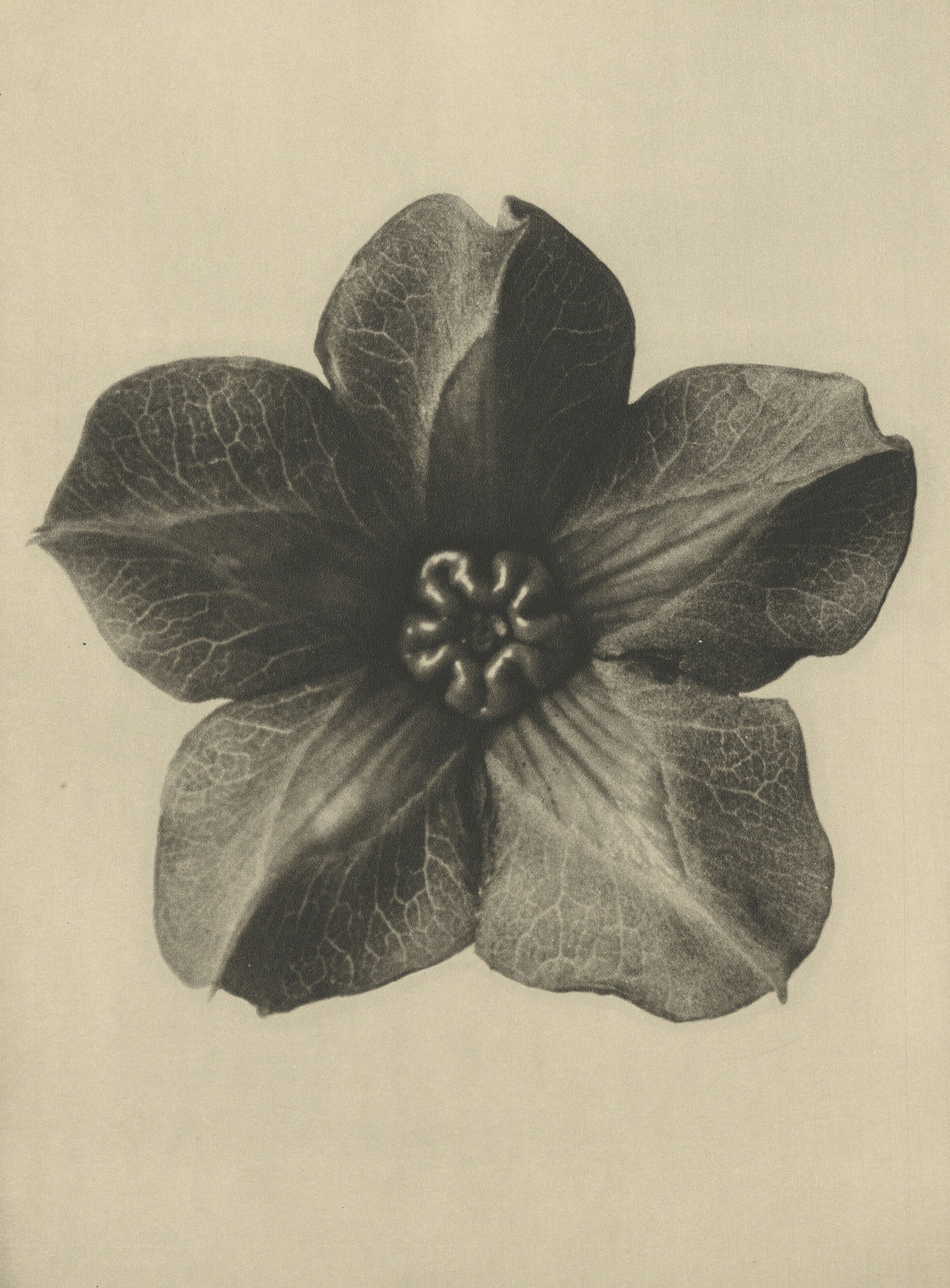 Karl Blossfeldt — Cobaea scandens | Botanical Photograph Print