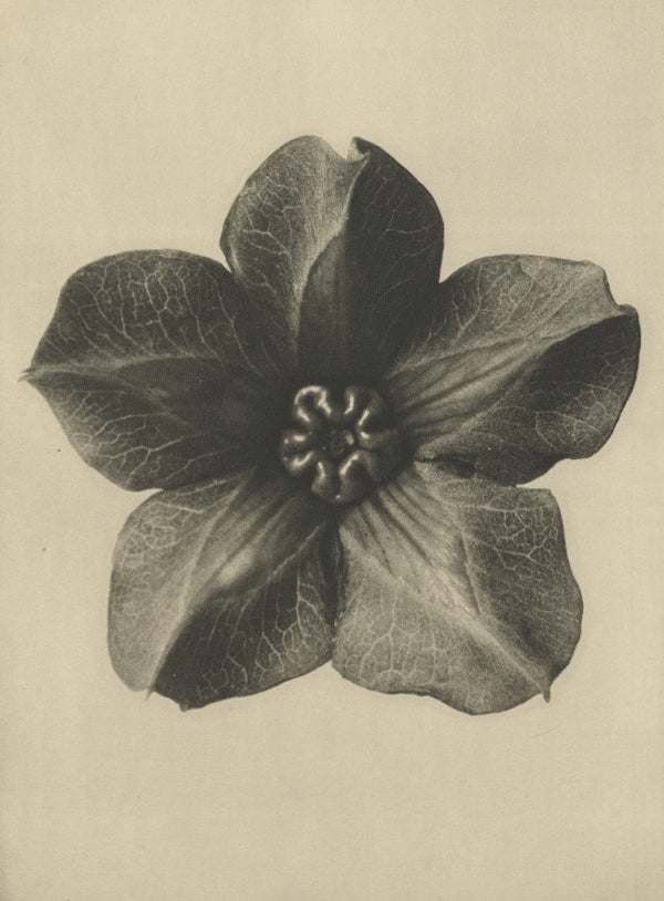 Karl Blossfeldt — Cobaea scandens | Botanical Photograph Print