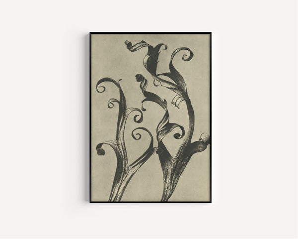 Karl Blossfeldt — Delphinium | Botanical Photograph Print