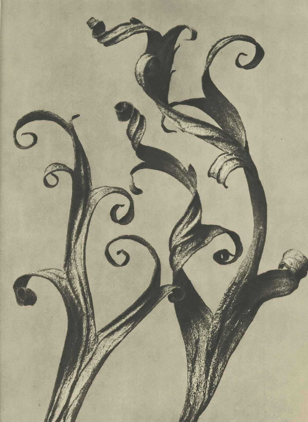 Karl Blossfeldt — Delphinium | Botanical Photograph Print