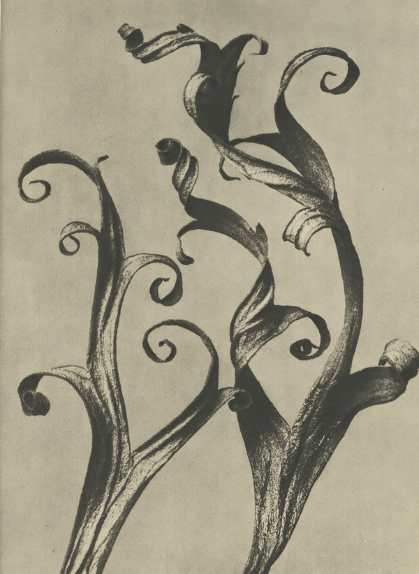 Karl Blossfeldt — Delphinium | Botanical Photograph Print