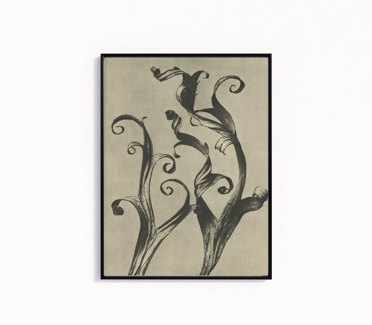 Framed art print of Delphinium by Karl Blossfeldt, in a slim black frame on a plain white wall