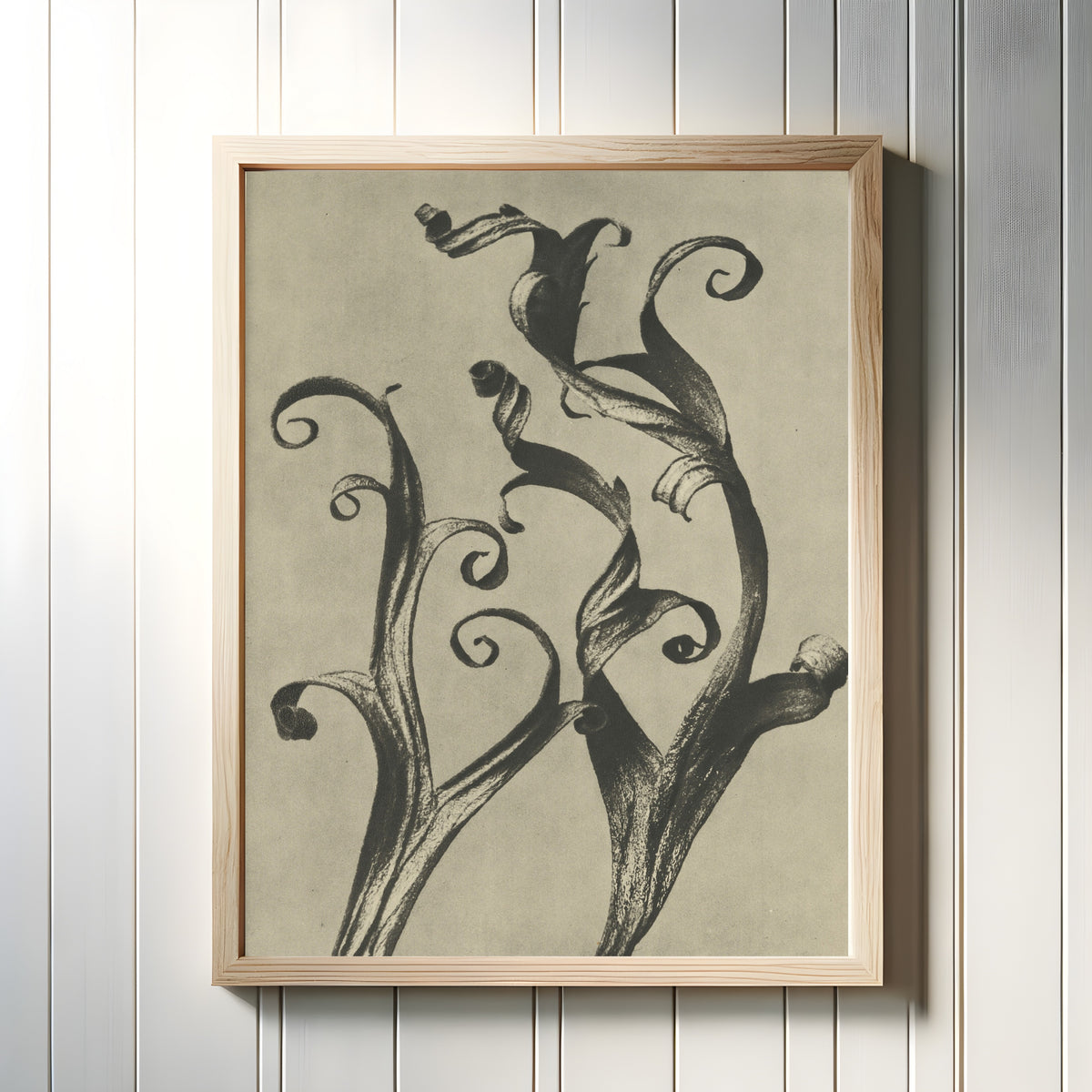 Framed art print of Delphinium by Karl Blossfeldt, in a light wood frame on a white panelled wall