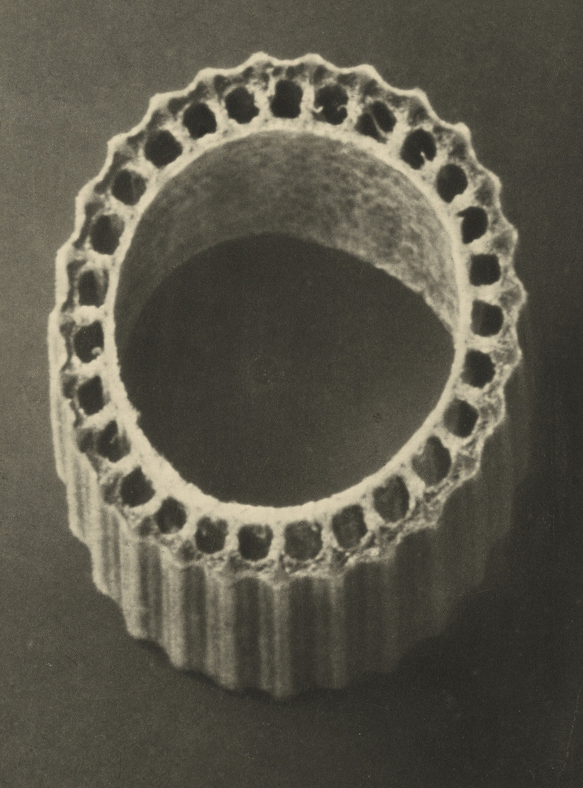 Karl Blossfeldt — Equisetum hiemale | Botanical Photograph Print