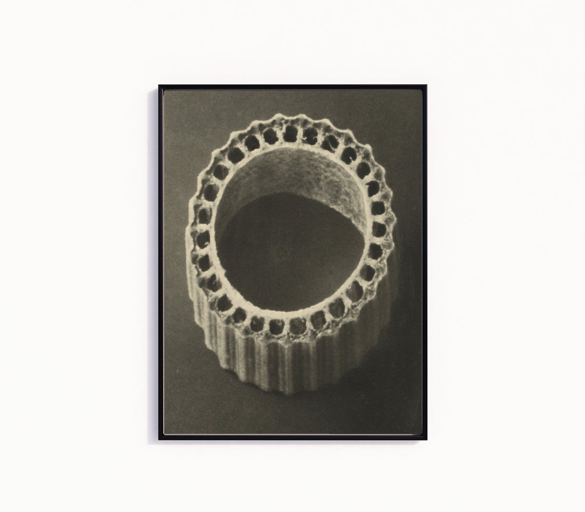 Framed art print of Equisetum hiemale by Karl Blossfeldt, in a slim black frame on a plain white wall