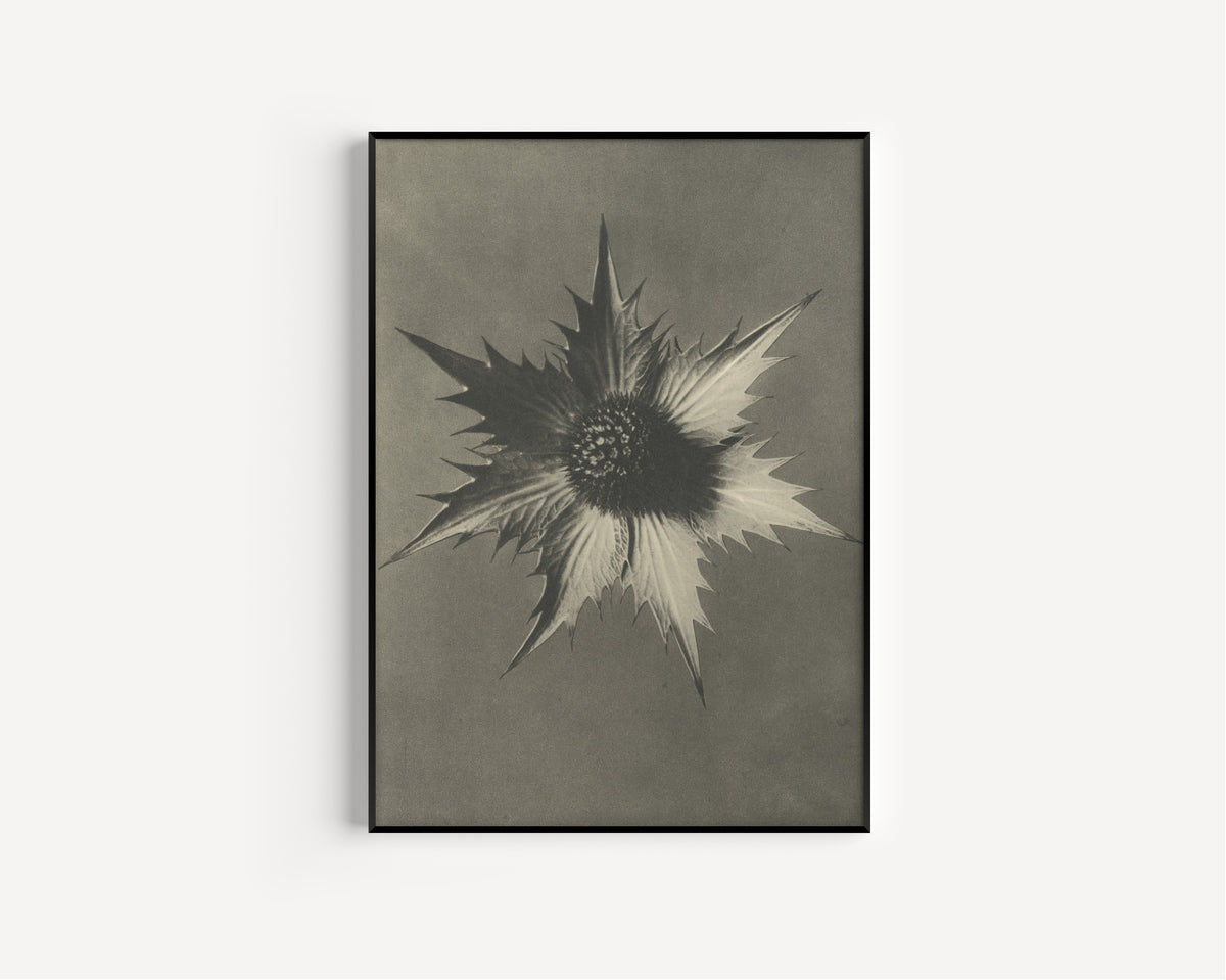 Karl Blossfeldt — Eryngium giganteum | Botanical Photograph Print