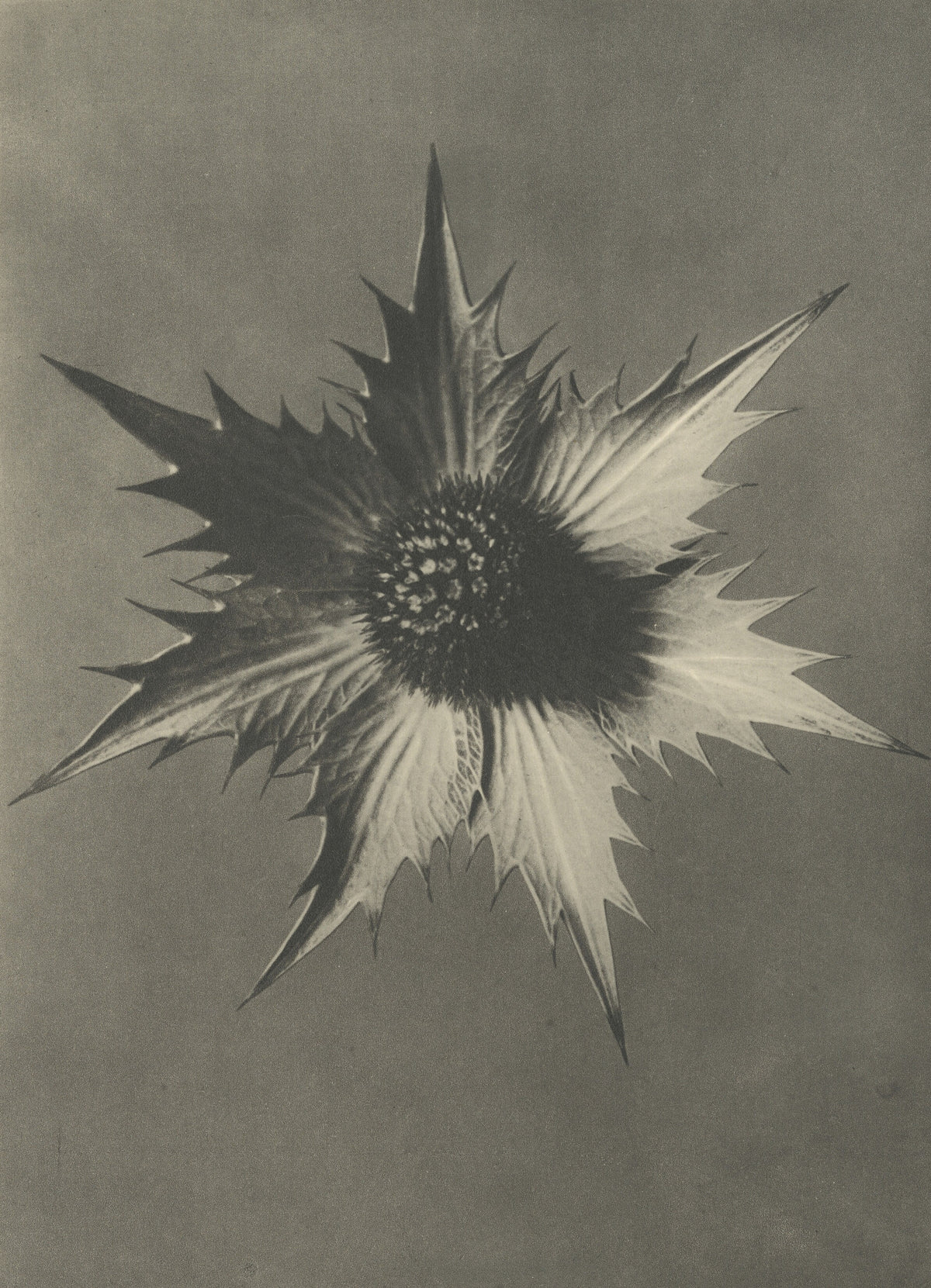 Karl Blossfeldt — Eryngium giganteum | Botanical Photograph Print