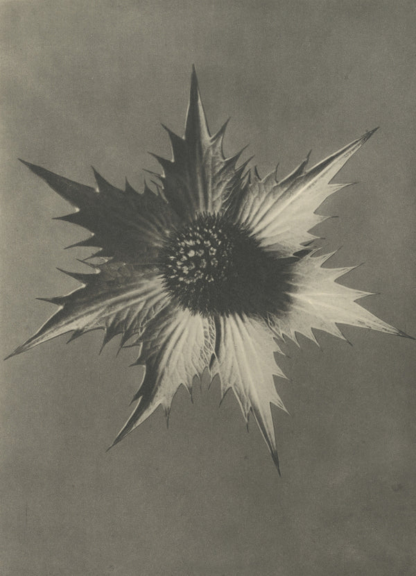 Karl Blossfeldt — Eryngium giganteum | Botanical Photograph Print