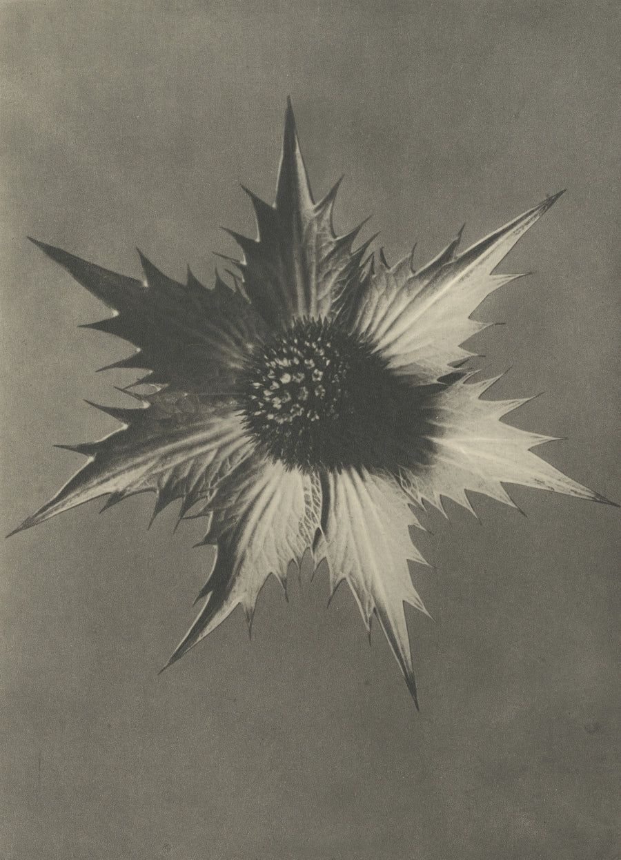 Karl Blossfeldt — Eryngium giganteum | Botanical Photograph Print shown to scale on a wall above a sofa