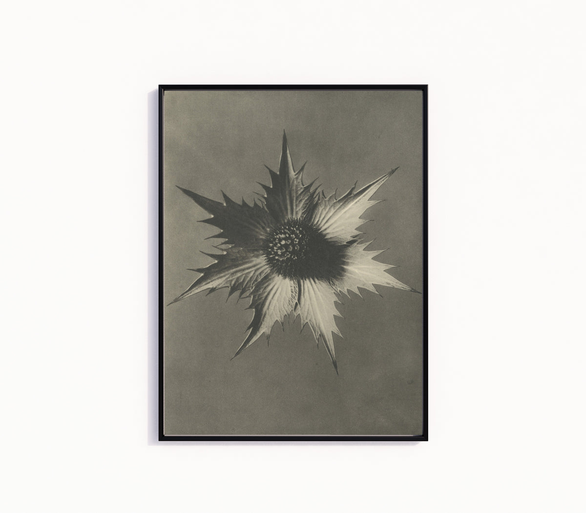 Framed art print of Eryngium giganteum by Karl Blossfeldt, in a slim black frame on a plain white wall