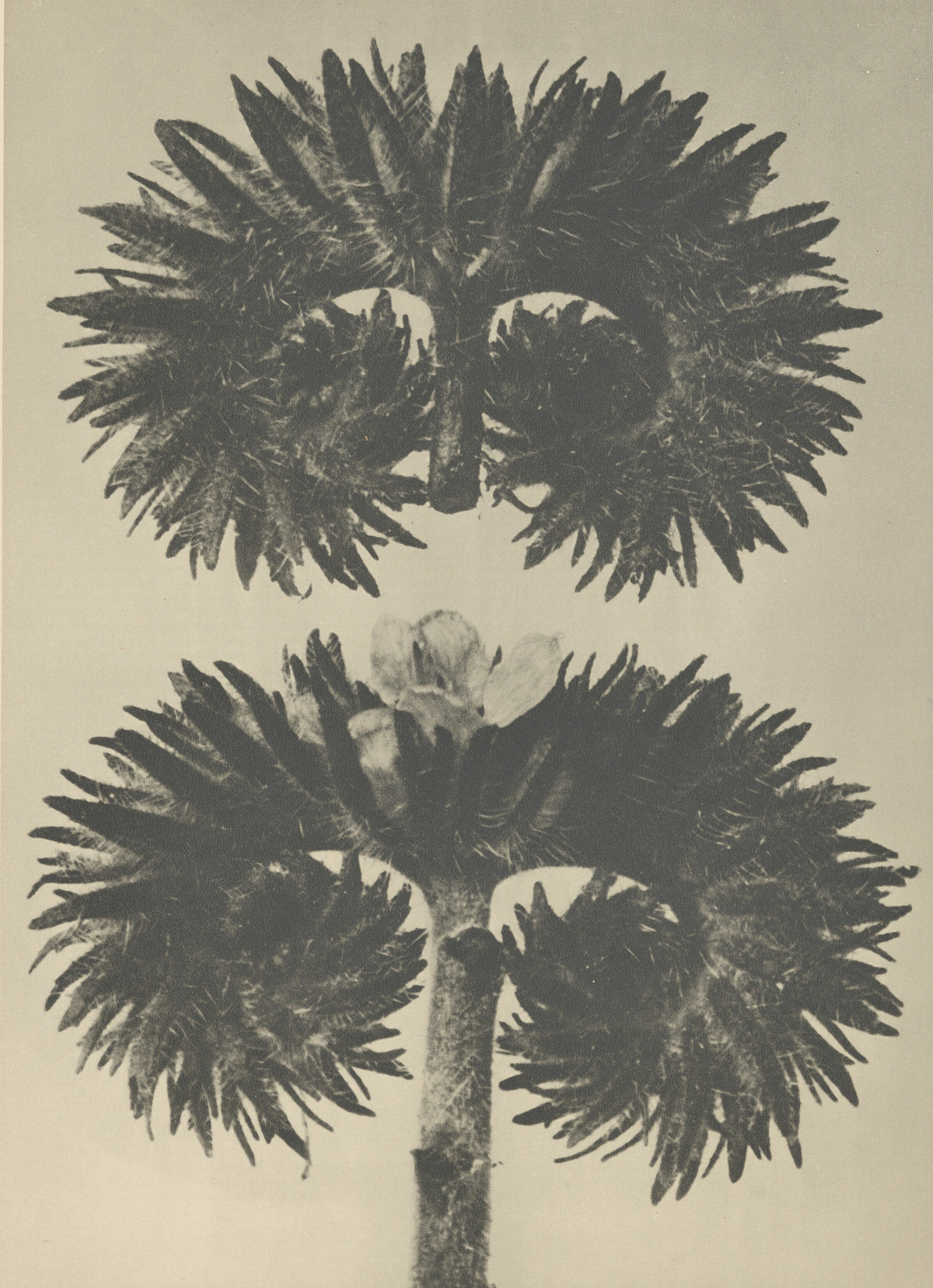 Karl Blossfeldt — Phacelia tanacetifolia | Botanical Photograph Print