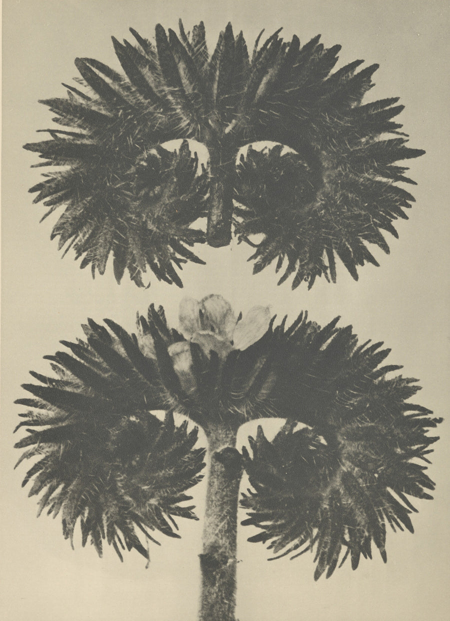 Karl Blossfeldt — Phacelia tanacetifolia | Botanical Photograph Print shown to scale on a wall above a sofa