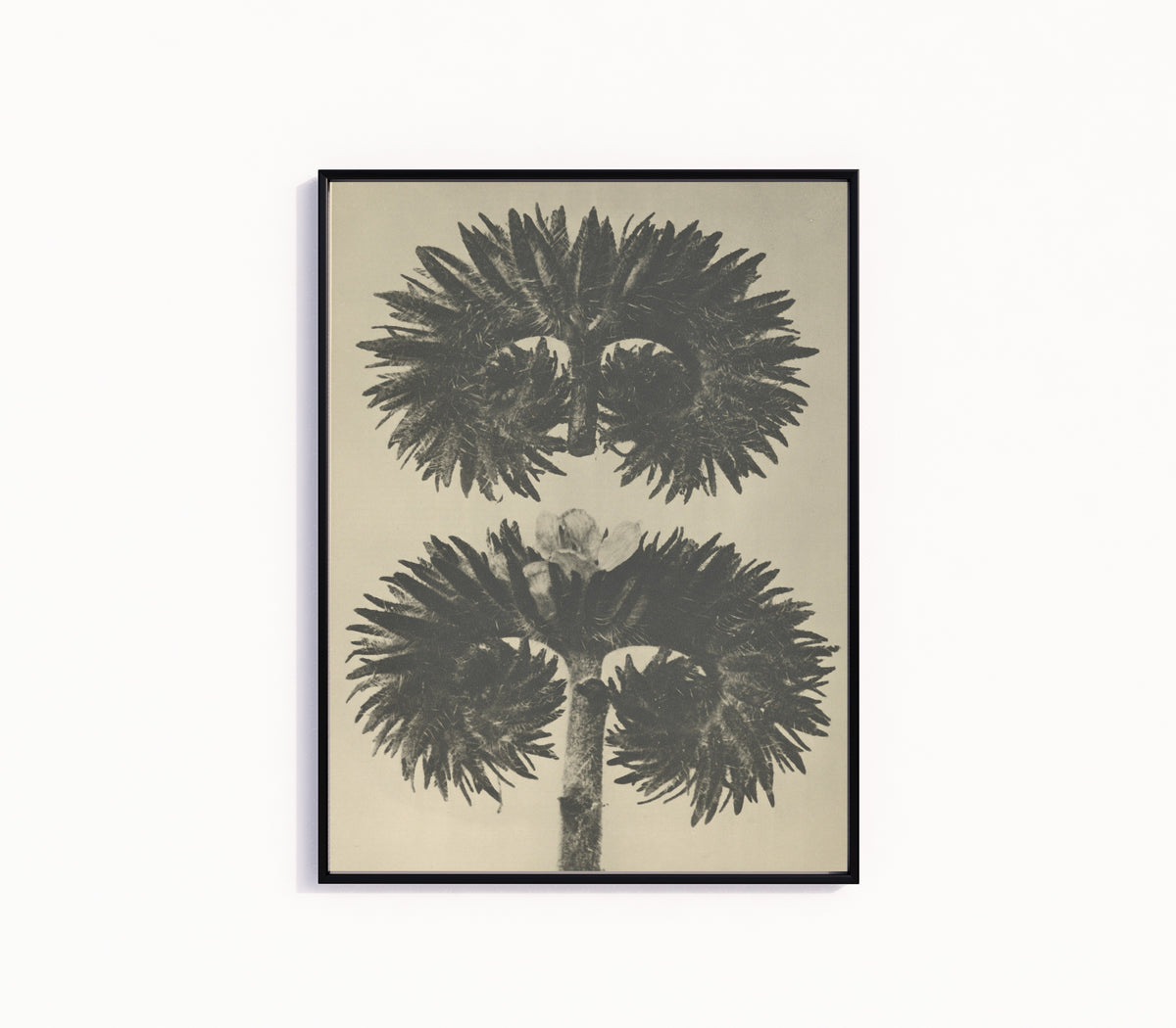 Framed art print of Phacelia tanacetifolia by Karl Blossfeldt, in a slim black frame on a plain white wall
