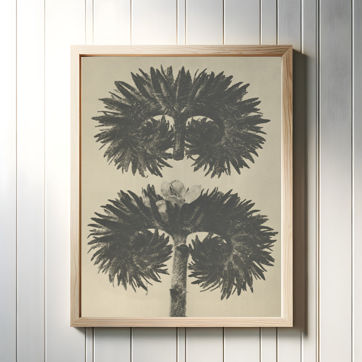 Framed art print of Phacelia tanacetifolia by Karl Blossfeldt, in a light wood frame on a white panelled wall