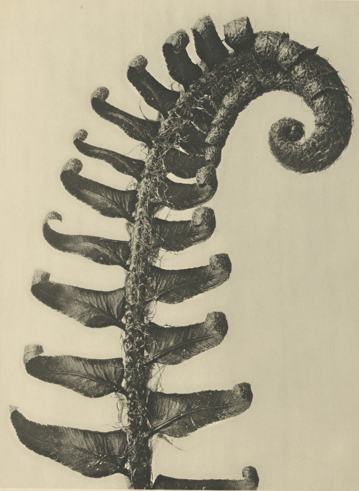 Karl Blossfeldt — Polystichum munitum | Botanical Photograph Print