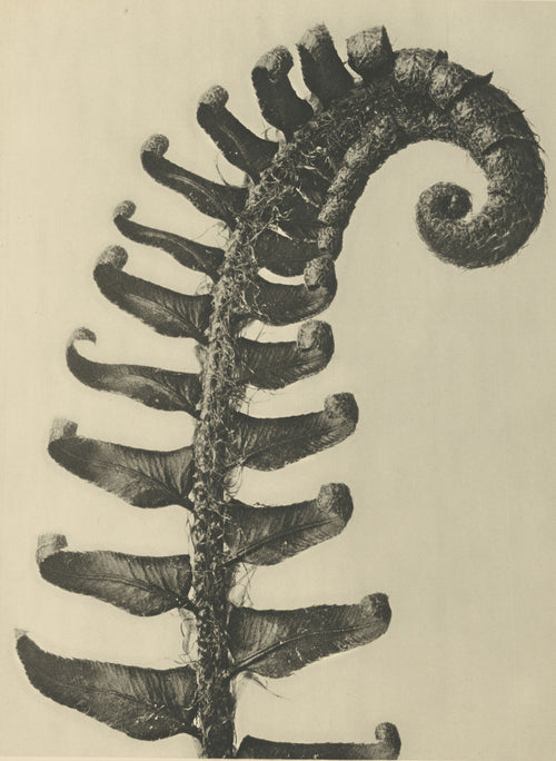 Karl Blossfeldt — Polystichum munitum | Botanical Photograph Print