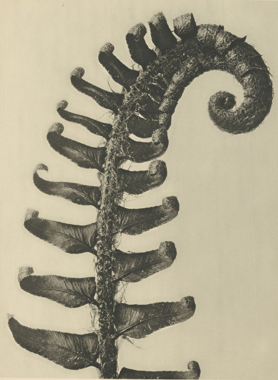 Karl Blossfeldt — Polystichum munitum | Botanical Photograph Print shown to scale on a wall above a sofa