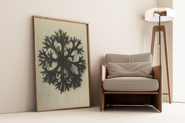 Karl Blossfeldt — Saxifraga Willkommniana | Botanical Photograph Print