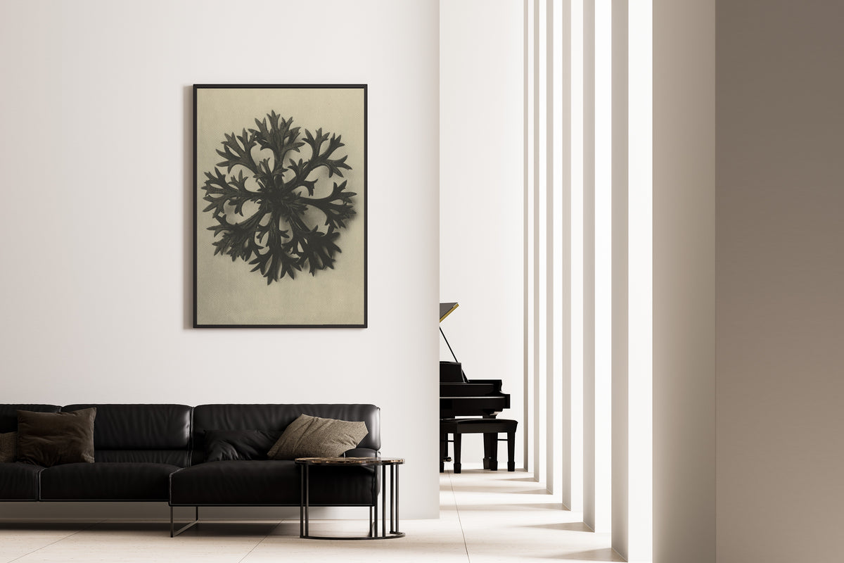 Karl Blossfeldt — Saxifraga Willkommniana | Botanical Photograph Print