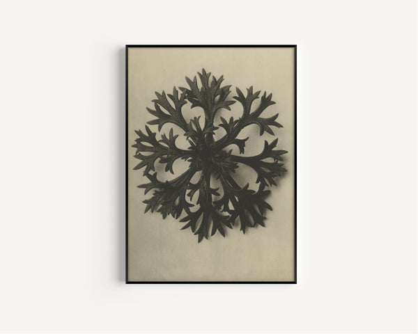 Karl Blossfeldt — Saxifraga Willkommniana | Botanical Photograph Print