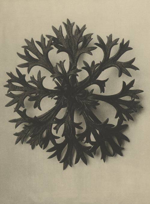 Karl Blossfeldt — Saxifraga Willkommniana | Botanical Photograph Print