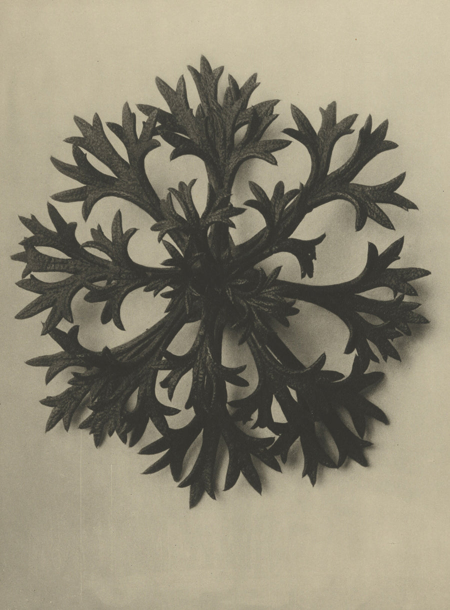 Karl Blossfeldt — Saxifraga Willkommniana | Botanical Photograph Print shown to scale on a wall above a sofa