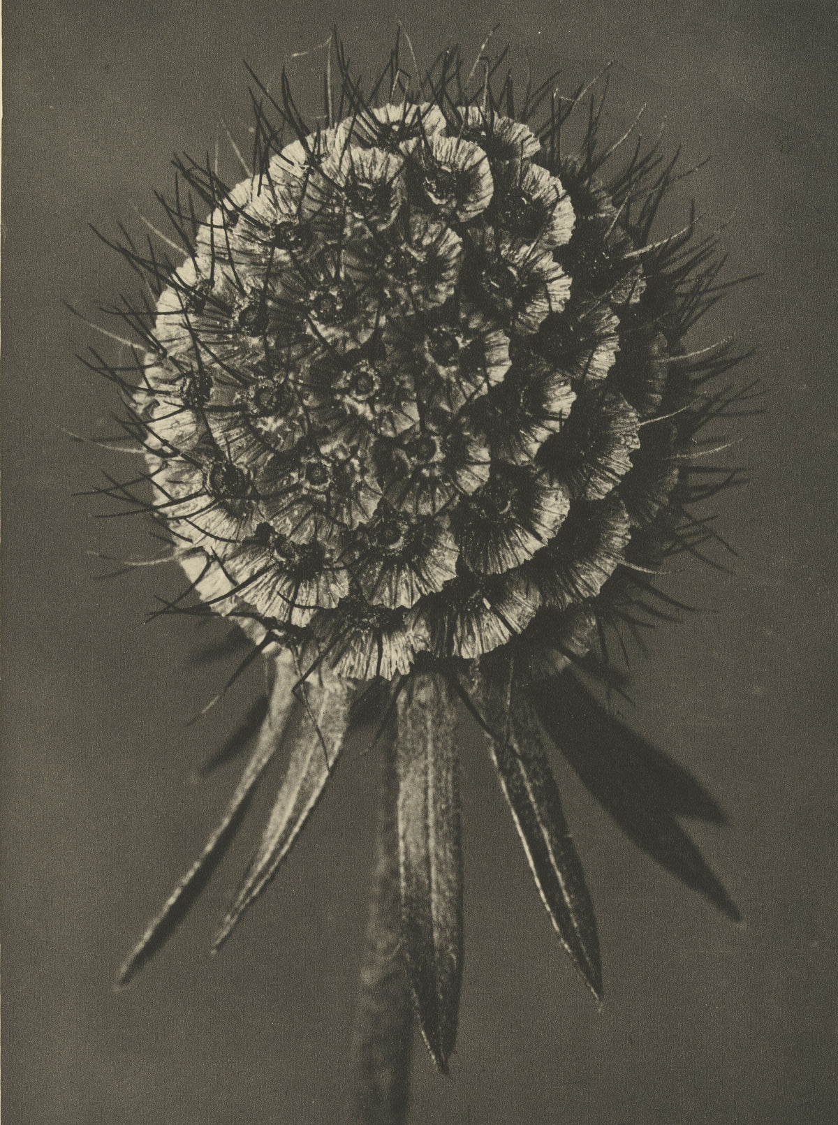 Karl Blossfeldt — Scabiosa columbaria | Botanical Photograph Print
