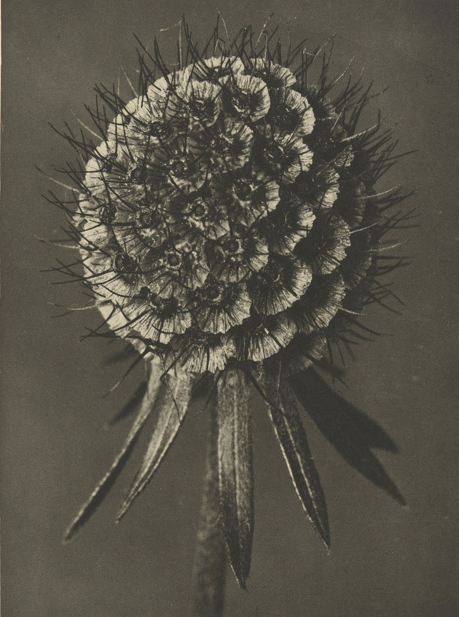 Karl Blossfeldt — Scabiosa columbaria | Botanical Photograph Print shown to scale on a wall above a sofa