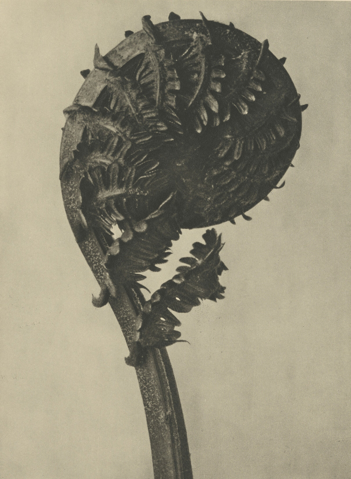 Karl Blossfeldt — Struthiopteris germanica | Botanical Photograph Print
