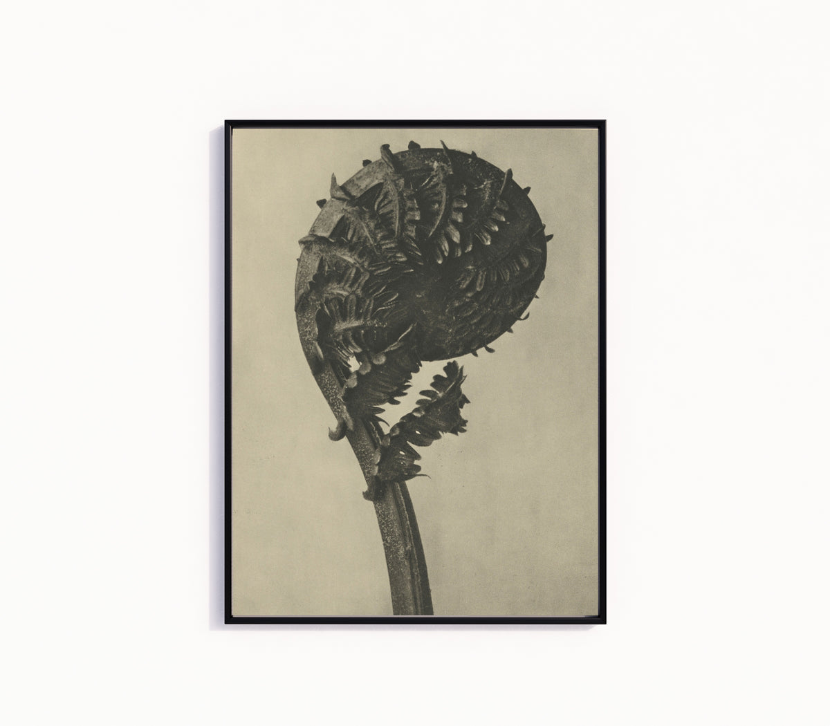 Framed art print of Struthiopteris germanica by Karl Blossfeldt, in a slim black frame on a plain white wall