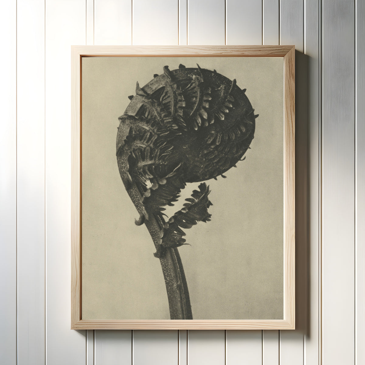 Framed art print of Struthiopteris germanica by Karl Blossfeldt, in a light wood frame on a white panelled wall