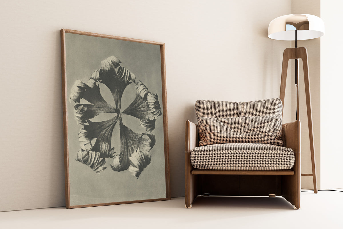 Karl Blossfeldt — Trollius europaeus | Botanical Photograph Print