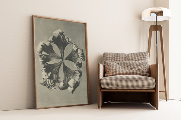 Karl Blossfeldt — Trollius europaeus | Botanical Photograph Print
