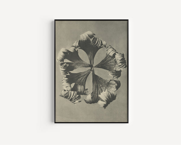 Karl Blossfeldt — Trollius europaeus | Botanical Photograph Print