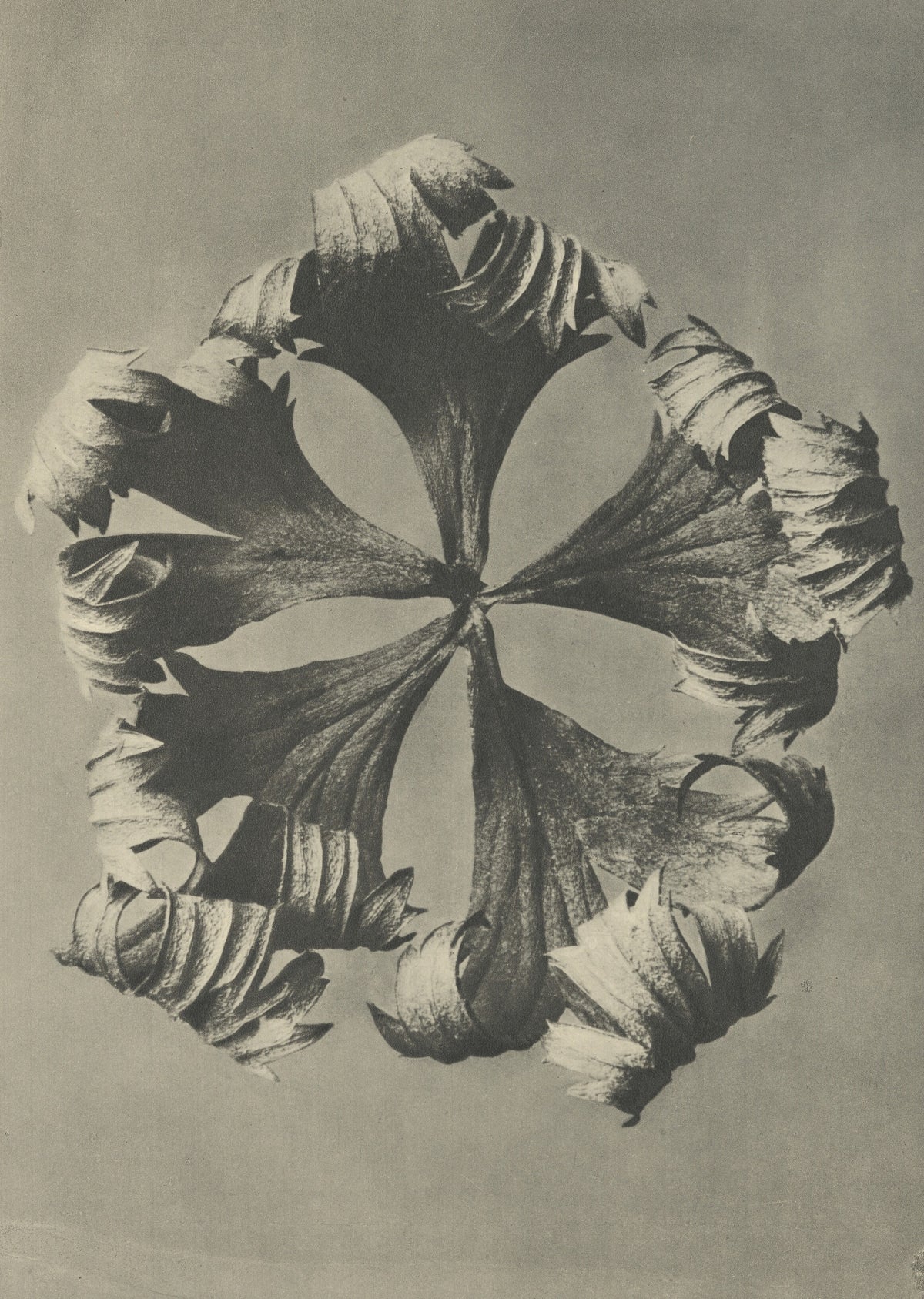 Karl Blossfeldt — Trollius europaeus | Botanical Photograph Print