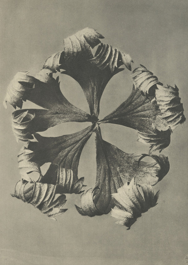 Karl Blossfeldt — Trollius europaeus | Botanical Photograph Print