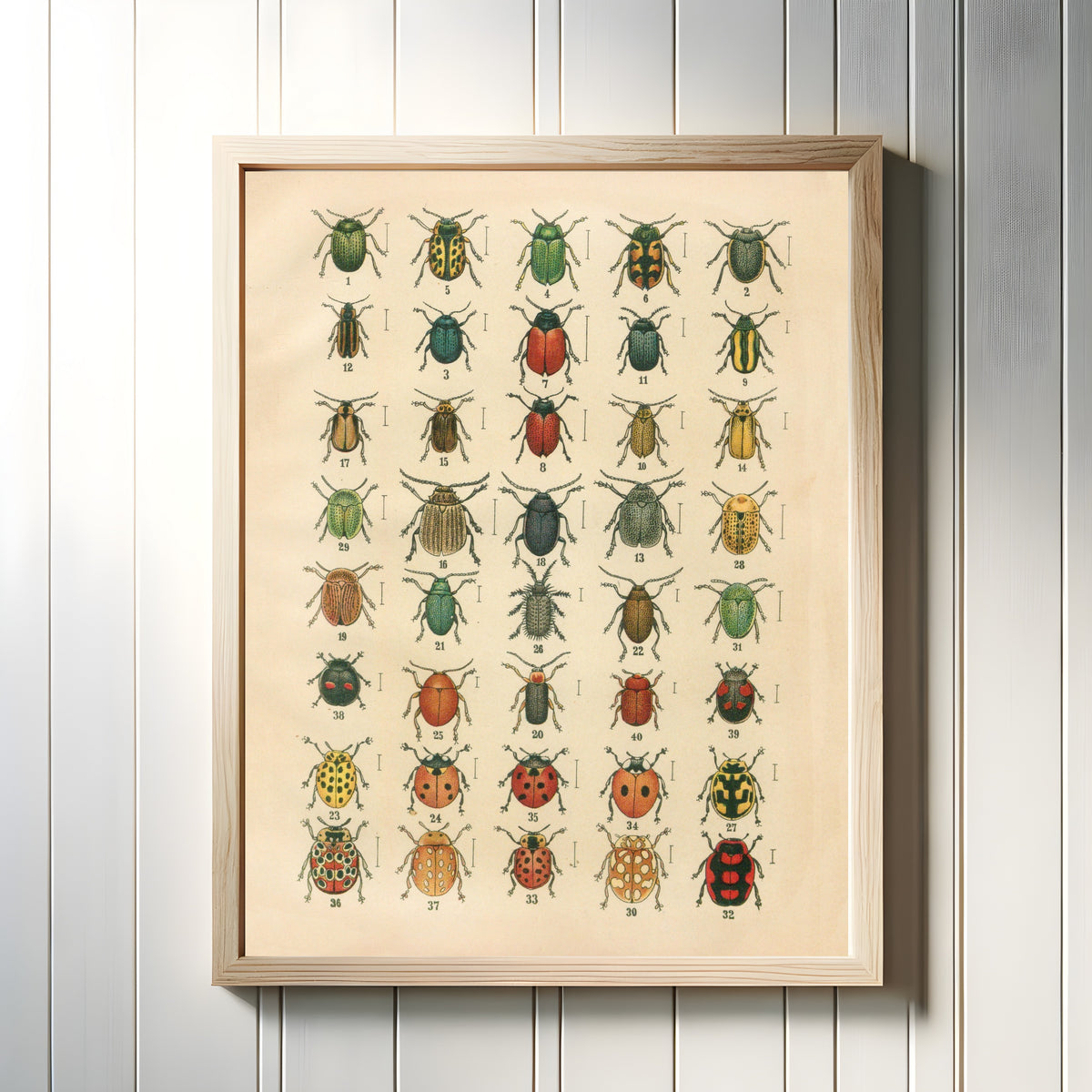 Framed art print of The Beetles of Europe Pl.20 by Karl Neunzig, in a light wood frame on a white panelled wall